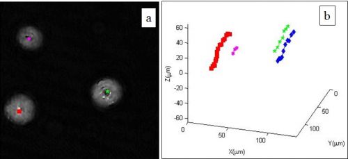 Il movimento tridimensionale di cellule può essere osservato dall’olografia laser