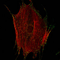 Cnr alla frontiera della meccanobiologia