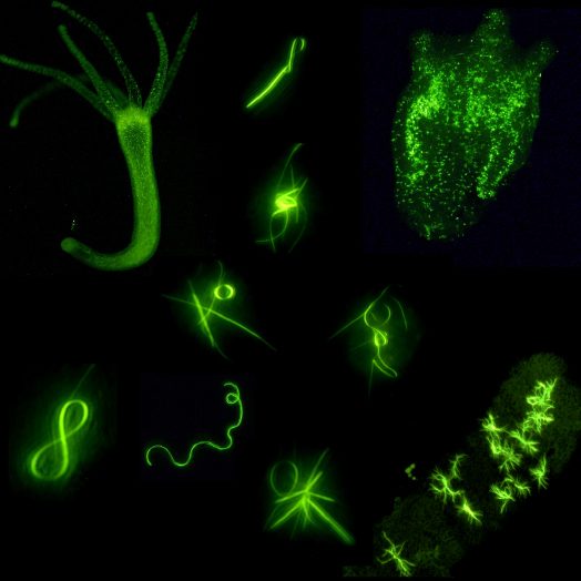 Interfacce ibride per la bioelettronica