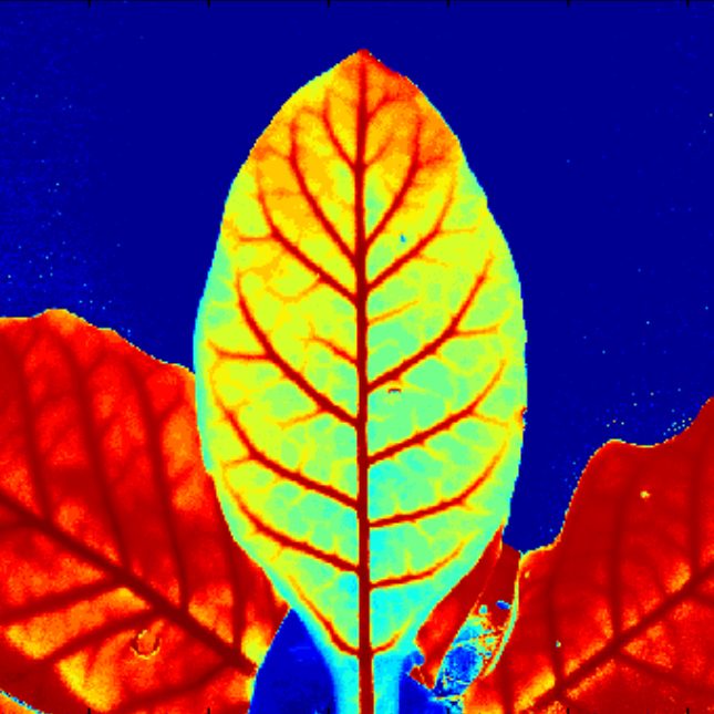 Sistemi di Imaging per applicazioni nei settori dell’Agricoltura, dei Beni Culturali e dei Controlli Non Distruttivi (CND)