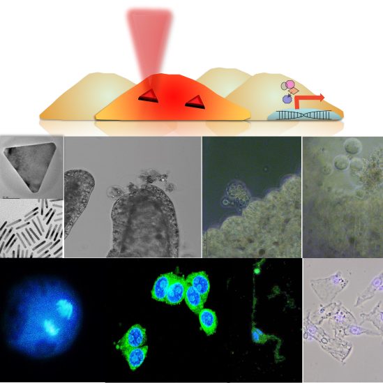 Effetto fototermico mediato da nanoparticelle per la medicina rigenerativa