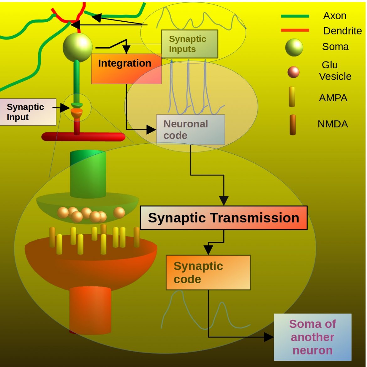 Brain information processing: Modeling of synaptic information transfer and integration in the neuronal activity