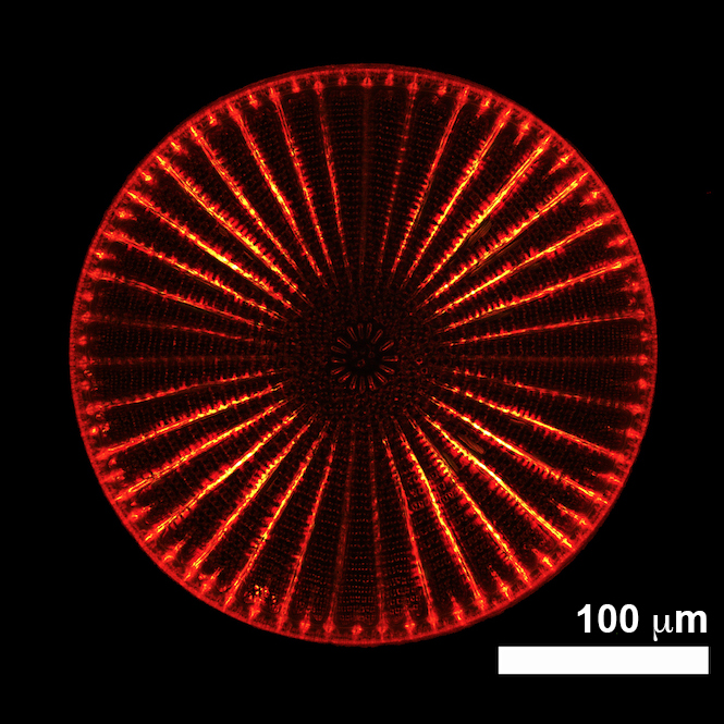 Photonic properties of nanostructured biomaterials