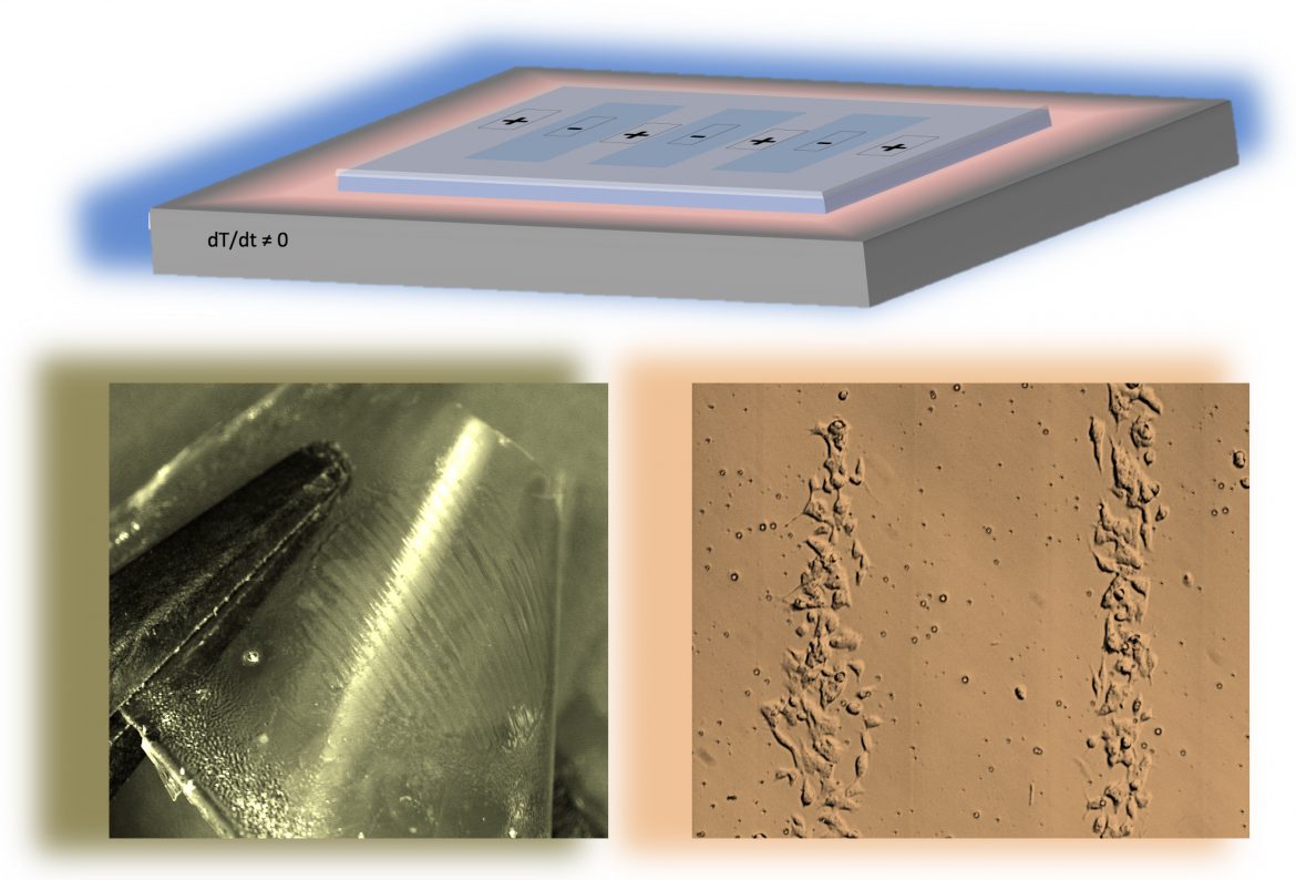 Piro-elettrizzazione per test elettrostatico di formazione biofilm (BET)