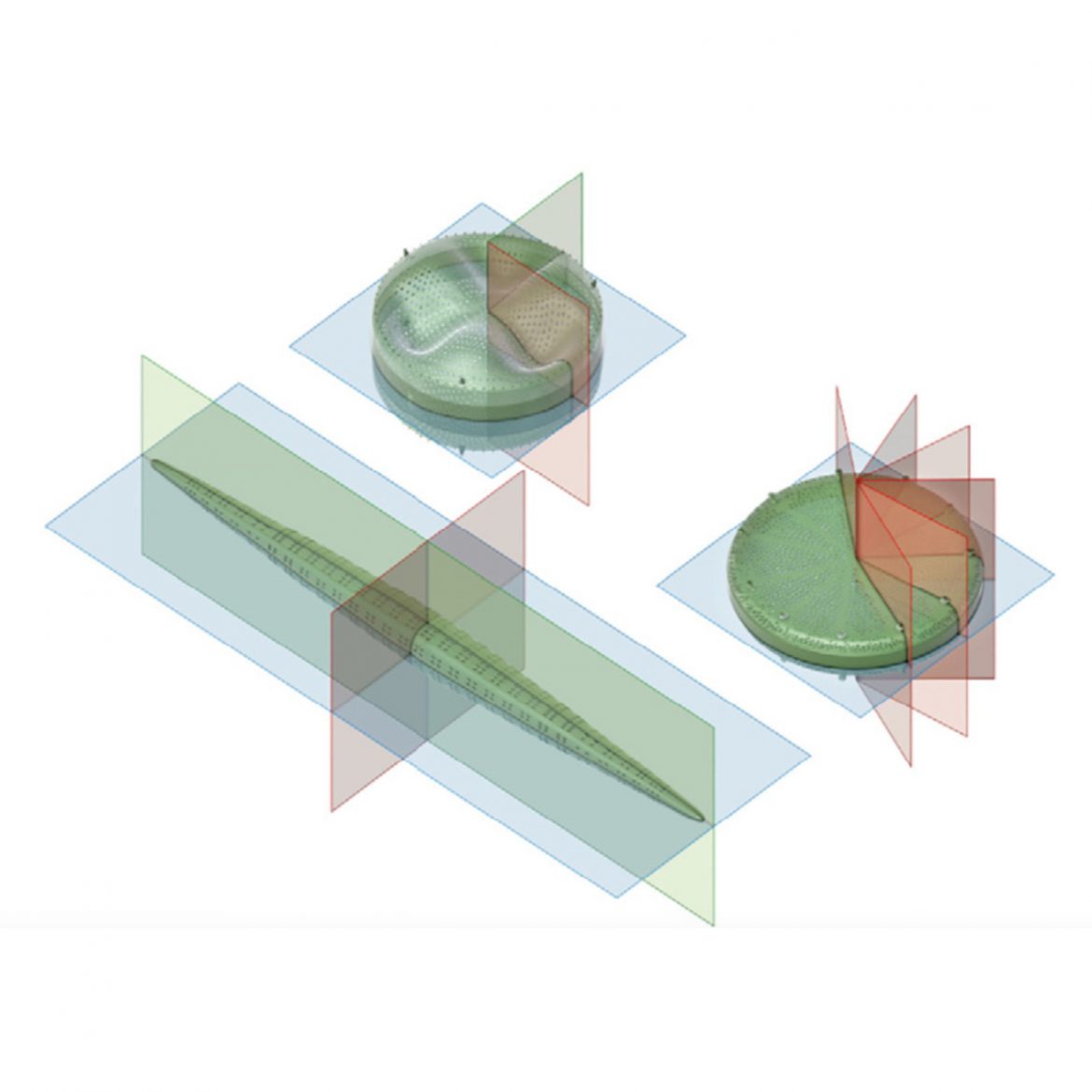 Diatom biosilica and plasmonics