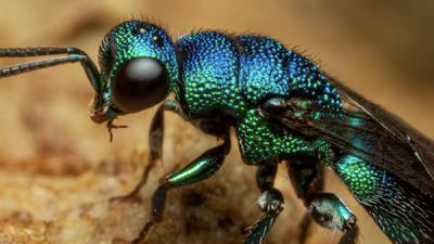 Fotonica in Natura: dagli organismi viventi alla biomimetica