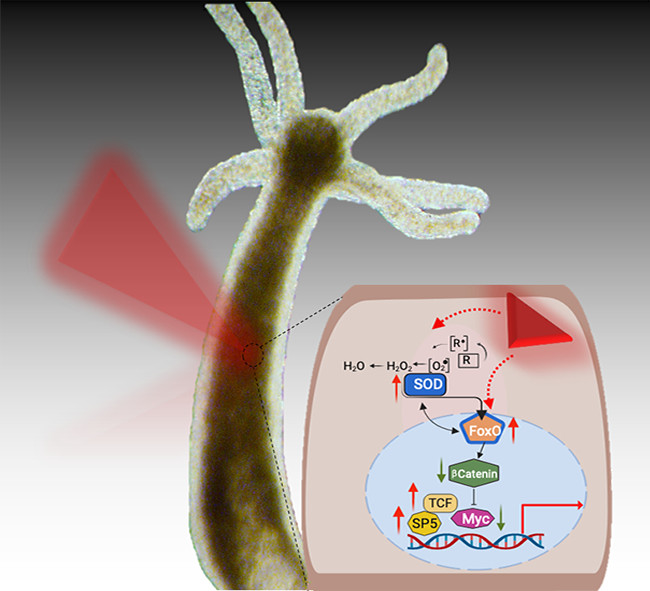 Gold nanoprisms and light to enhance tissue regeneration