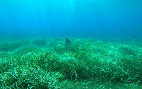 Scoperto il meccanismo evolutivo che permette alla posidonia di sfruttare la luce dei fondali marini